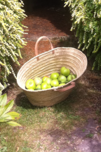 Basket with apples 1